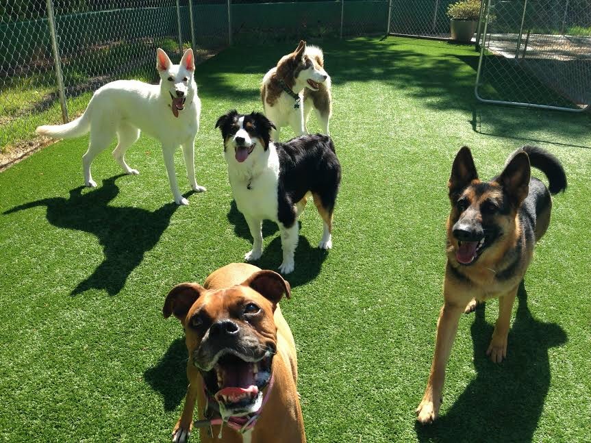 Kennelina Pet Resort - Image 1